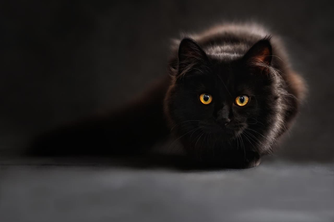 Maine Coon