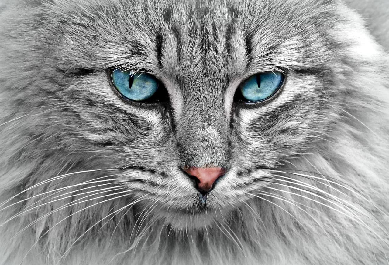 Persian