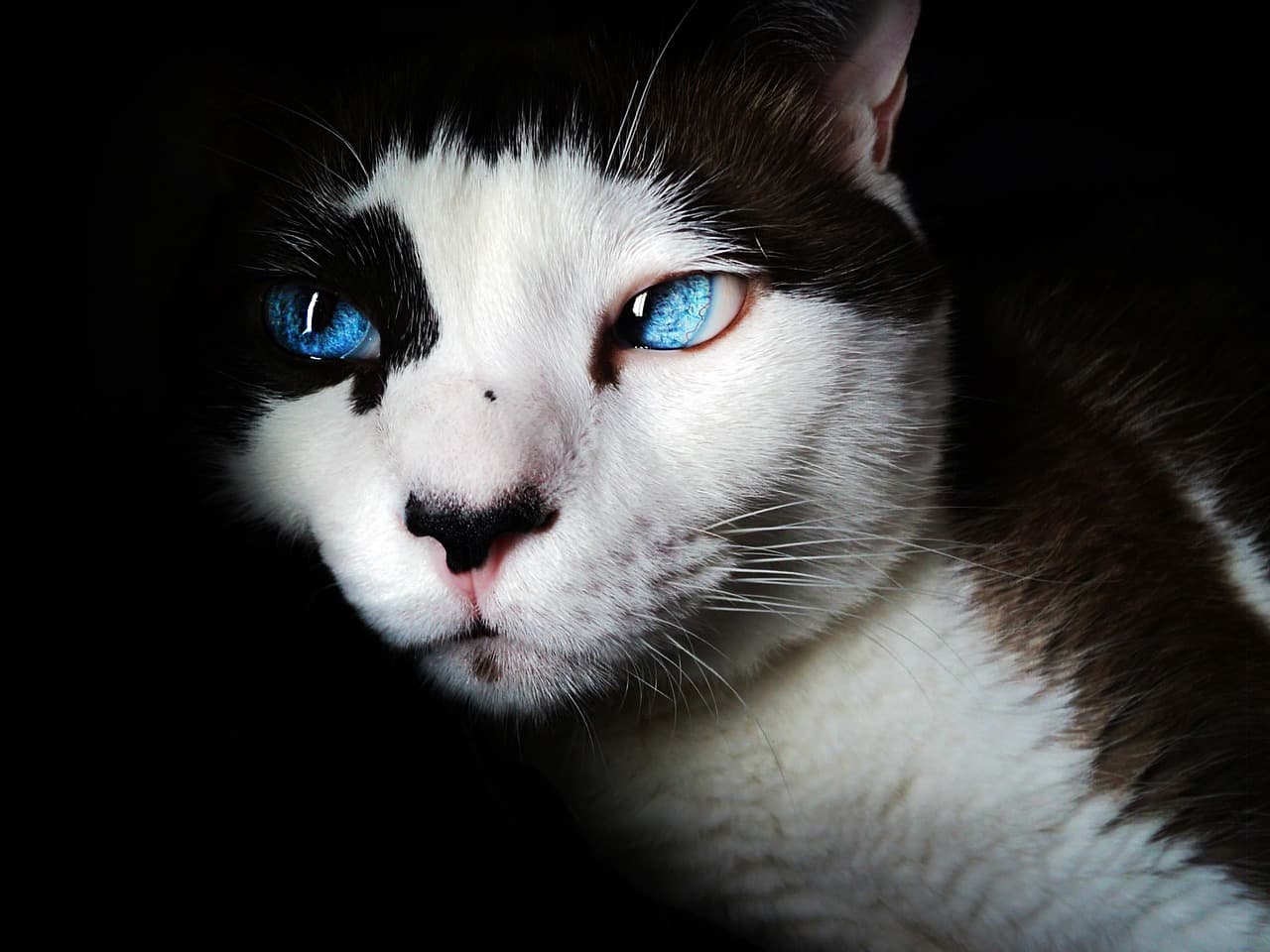 Siamese