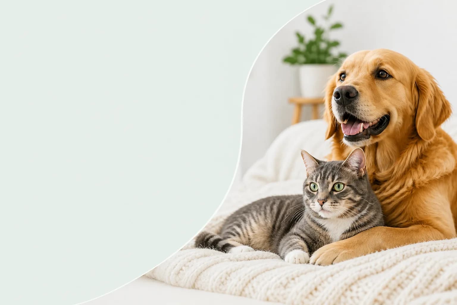 A golden retriever and a tabby cat sitting together on a cream knit blanket — SafeForPets covers safety guidance for dogs and cats.