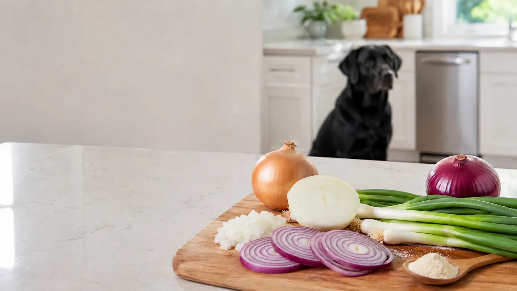 Can Dogs Eat Onions?